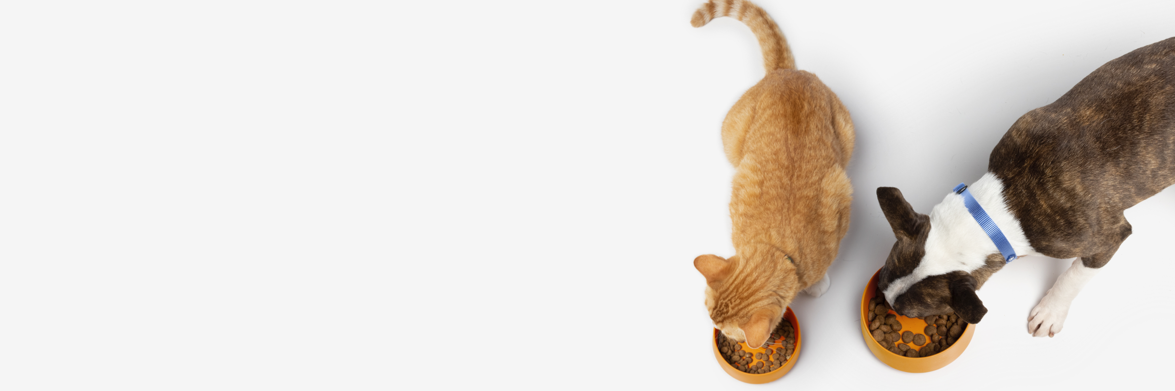 Virbac hotsell puppy food